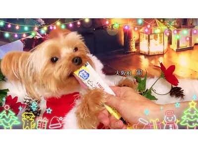 いなばペットフード　クリスマスTVCM出演のわんちゃん、猫ちゃん動画を大募集