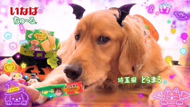 いなばペットフード　わんちゃんの笑顔あふれる特別なハロウィン！「Wanちゅ～る」2026年ハロウィンTVCM第2弾を公開