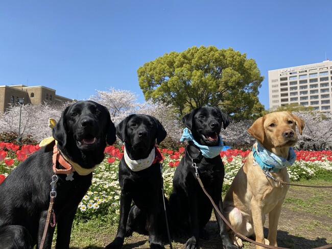 【日本介助犬協会】犬と人との出会いをつなぐファミリードッグ説明会開催決定!