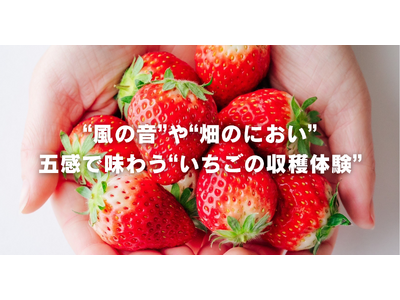 インドネシア・ジャカルタから鉾田市へ。海外展開を視野に入れるいちご農家で収穫体験　チイオシ第六弾を開催