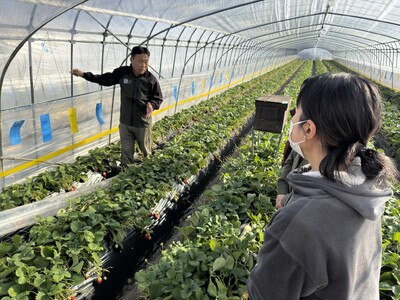 “いちご農家の仕事に触れる一日”が育てた鉾田市への想い チイオシ鉾田市農業体験プロジェクト いちごの農業体験を実施