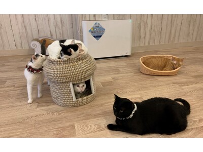 「保護猫カフェ ねこかつ」にカルテック光触媒除菌脱臭機が設置されました