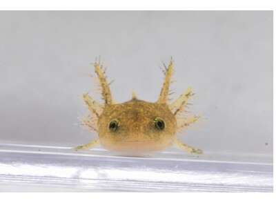 琵琶湖博物館で初めて希少種・ヤマトサンショウウオが産卵しました