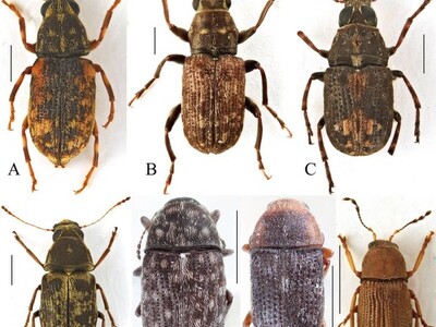 �ΐ쌧���L�^�̃q�Q�i�K�]�E���V��7��𔭌�