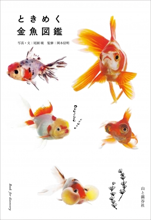 お気に入りの一匹を見つけてください。金魚の美しさを楽しむ『ときめく金魚図鑑』発売｜Infoseekニュース