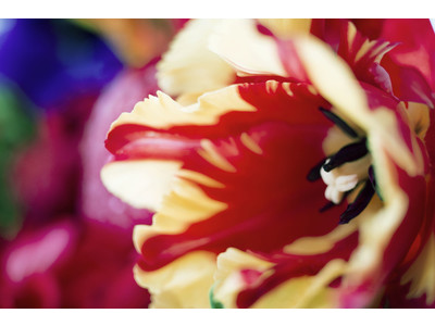 【OIL by 美術手帖】蜷川実花「花」展を10月7日（木）より開催。人気シリーズ「earthly flowers, heavenly colors」と「FLOWER ADDICT」を展示。