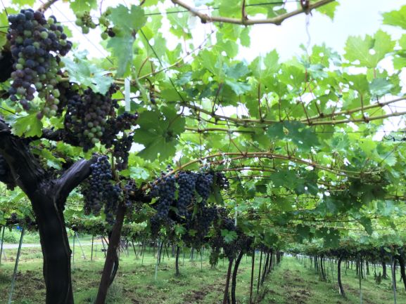 ビール酵母細胞壁 由来の農業資材 肥料 をぶどう栽培に活用 日本ワイン用の国産ぶどうの収穫量アップ 収穫物の良品率向上に貢献 記事詳細 Infoseekニュース