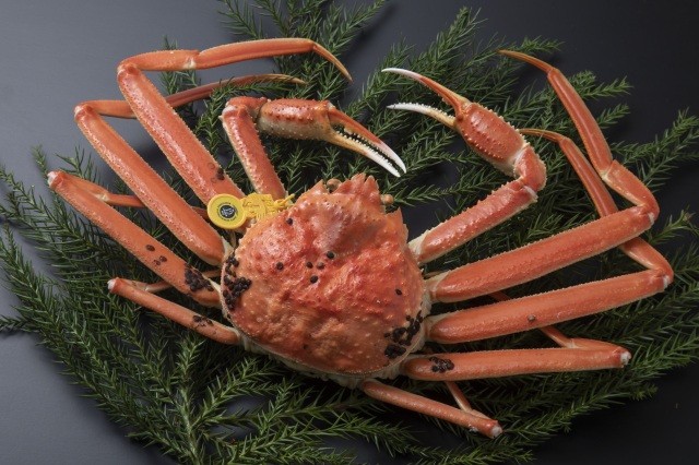 12月13日(土)14日(日)【福井フードテインメント2025in東京】日テレプラザ ゼロスタ広場にて開催！福井物産の出店やワークショップ、SWEET STEADYや日テレ鉄道部らが登場！