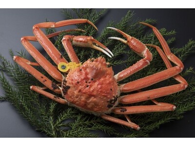 12月13日(土)14日(日)【福井フードテインメント2025in東京】日テレプラザ ゼロスタ広場にて開催！福井物産の出店やワークショップ、SWEET STEADYや日テレ鉄道部らが登場！