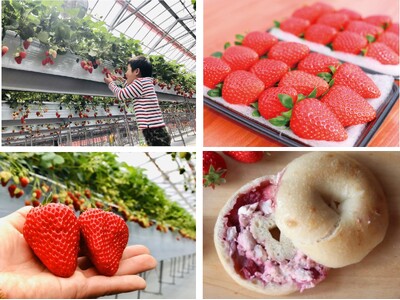 レア品種「スターナイト」含む食べ比べやいちご食べ放題プランも！川崎市の「いちご狩り」スポット紹介