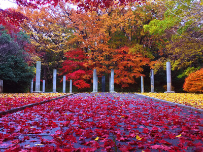 紅葉前線の到来間近！川崎市の代表的紅葉スポット「生田緑地」で深まる秋の彩りを楽しもう！