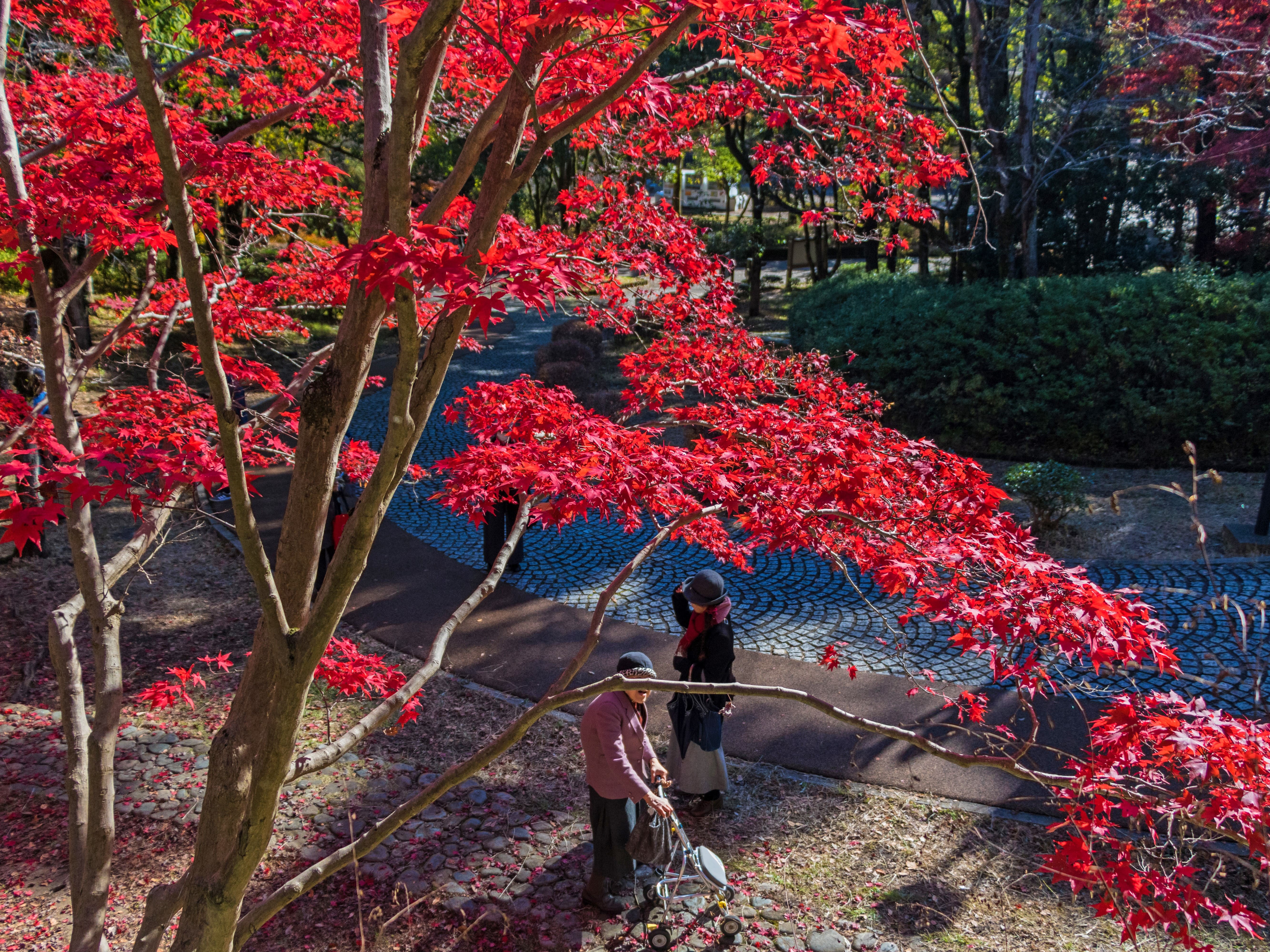 川崎市多摩区に紅葉シーズン到来！首都圏で人気の紅葉スポット「生田緑地」の木々が豊かに色づく