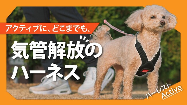 【累計2.6万個突破】