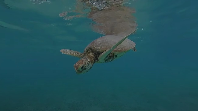 JfB`FЂ͉s̊όVR̃Rec𐧍삵܂B