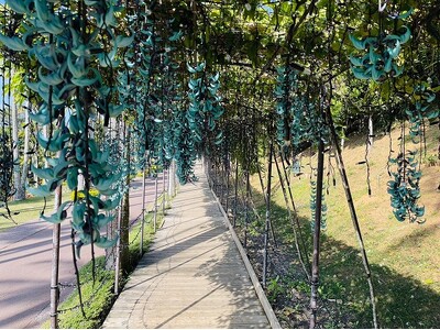 【沖縄｜美らヤシパークオキナワ・東南植物楽園】神秘の花「ヒスイカズラ」開花中