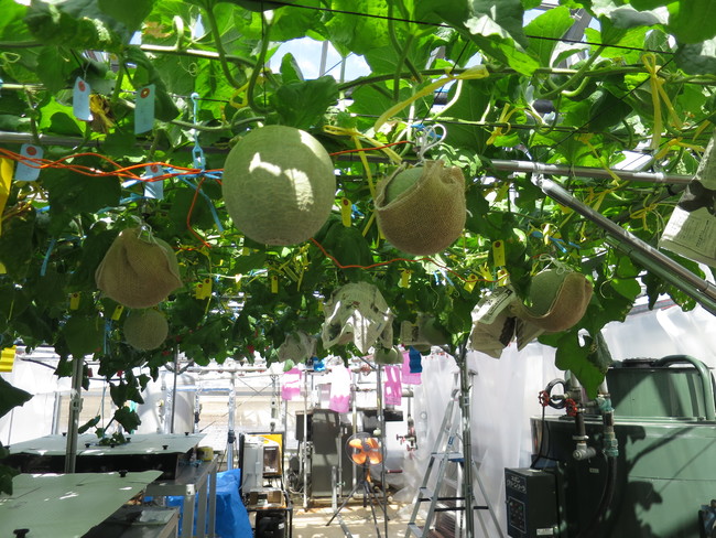 圧巻の宙づりメロンに目がくぎづけ！最新の水耕栽培技術とIotを活用したメロンの産地　北国つがる市の挑戦