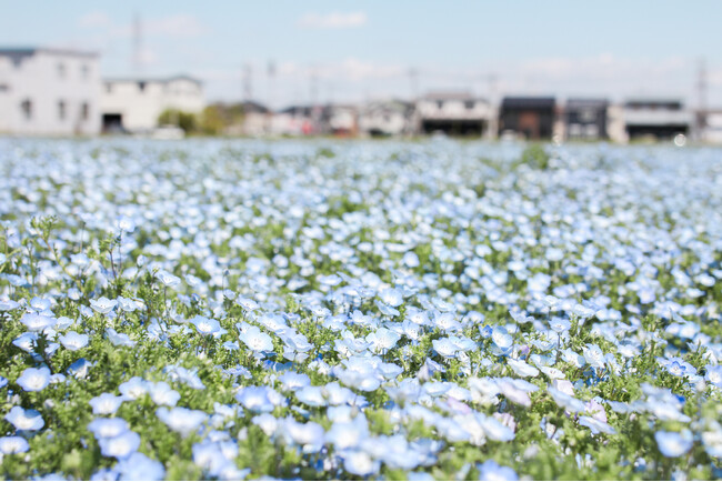 【埼玉県北本市】ネモフィラが見ごろです！