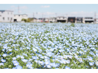 【埼玉県北本市】ネモフィラが見ごろです！