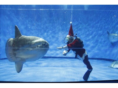 【アクアワールド茨城県大洗水族館】アクアワールド・大洗で生き物たちと楽しむクリスマス【アクアワールドクリスマス２０２４開催決定！】２０２４年１１月２３日(土)～１２月２５日(水)