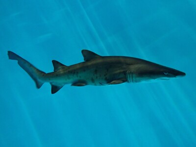 【アクアワールド茨城県大洗水族館】国内ではアクアワールド・大洗が唯一繁殖に成功したサメの仲間「シロワニ」３月に誕生したサメの赤ちゃん展示スタート！