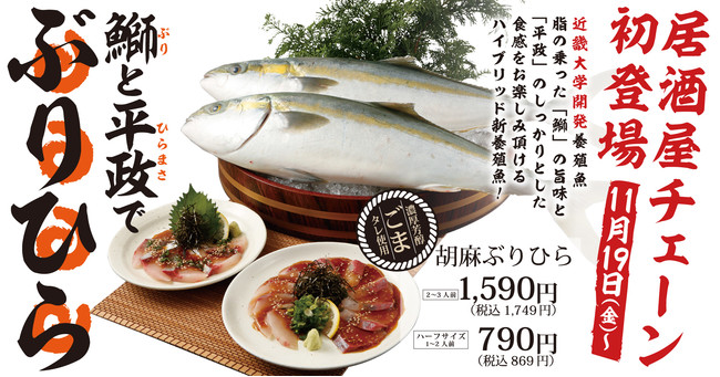 居酒屋チェーン初!近畿大学が開発した鰤(ぶり)と平政(ひらまさ)の