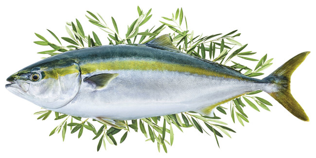 秋の味覚がいよいよ登場！香川県のブランド魚『オリーブハマチ』　今年は9月17日(金)から解禁！