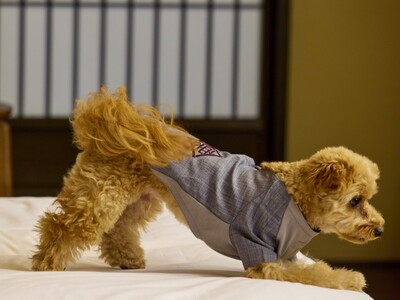 【愛犬と泊まれる古民家リトリート　赤城山 - 懐 -】公式Instagramフォロワー1万人突破記念。2...