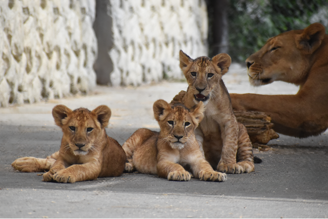新潟県民限定！秋のサファリを特別料金で楽しむ10日間（県民割）