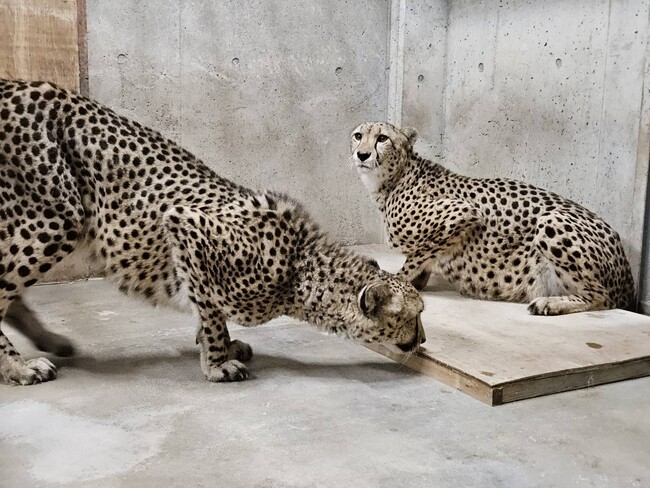 【群馬サファリパーク】希少動物のチーター2 頭を受け入れ