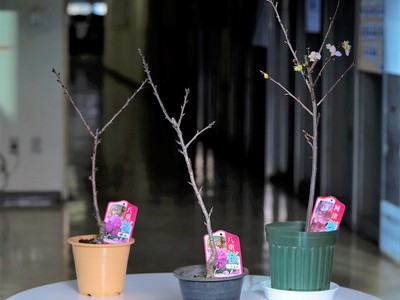 自宅でお花見！開花時期の異なる「河津桜」「手毬桜」「旭山桜」を一度に届ける特別企画が登場。次に咲くのはどのツボミ？