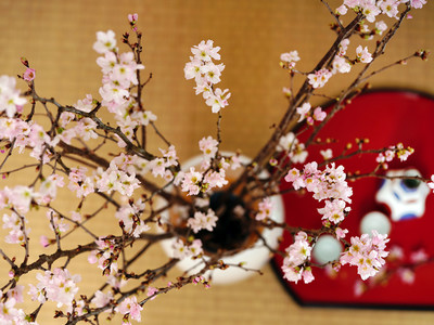 満開の「啓翁桜」で花見酒！花瓶に飾って蕾から葉桜までを愛でる。うまいもんドットコムの3月の花