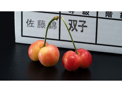産地で増加している「双子果」を全国のフルーツ好きに届ける「双子さくらんぼ」正規品が少ない=生産者の収入が...