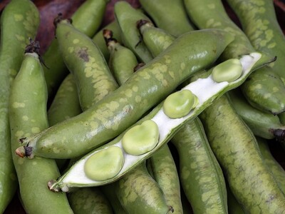 鹿児島県産ちょっと訳あり「しもやけそらまめ」を豊洲市場ドットコムでお取り寄せ！市場から直送する新鮮な空豆...