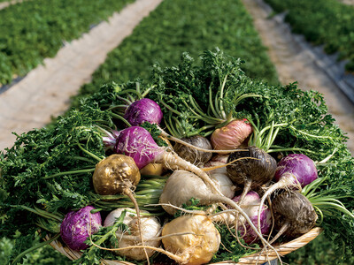 日本産の生マカ「ベジマカ」を葉付きでお届けします！