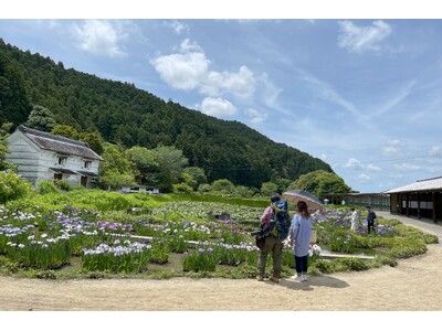 加茂荘花鳥園：2024年花菖蒲・アジサイ展始まります　Kamoso Kachoen 2024 Japan...