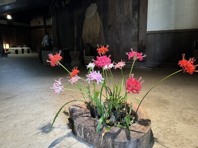 加茂荘花鳥園（静岡県掛川市）：「最後のダイヤモンドリリー展」開催中