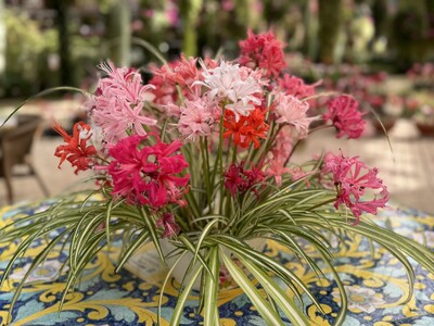 加茂荘花鳥園「最後のダイヤモンドリリー展」：半額セール実施中！