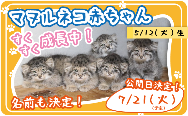 神戸どうぶつ王国　マヌルネコの赤ちゃんを7/21から親子で展示します！