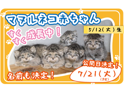 神戸どうぶつ王国　マヌルネコの赤ちゃんを7/21から親子で展示します！