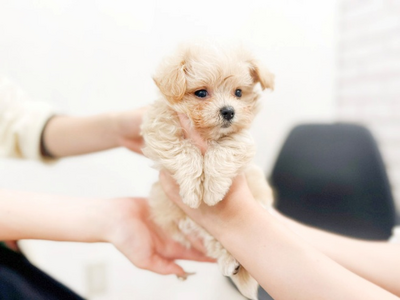 ペッツファースト ペットの幸せな生涯を守る2025年の取り組みと実績