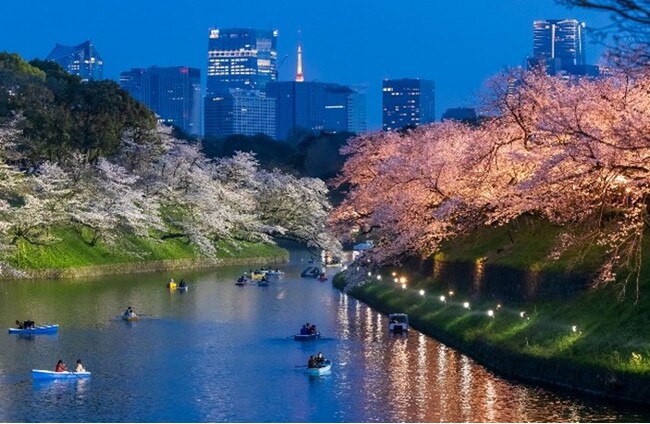 東京の春の風物詩 千代田のさくらまつり 約700mにわたる幻想的な光景皇居千鳥ヶ淵 夜桜ライトアップの開催期間が3/28～4/8に決定