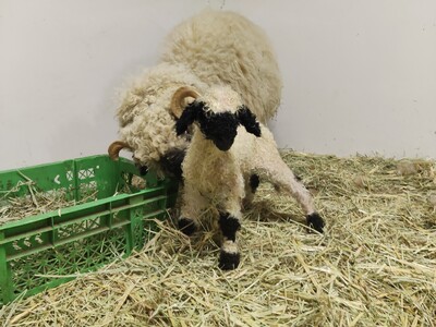 春の便り♪世界一可愛い羊の赤ちゃんが今年も生まれました!!出産ラッシュが続きます♪