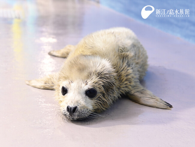 新江ノ島水族館20周年で初となる ゴマフアザラシの赤ちゃん誕生！