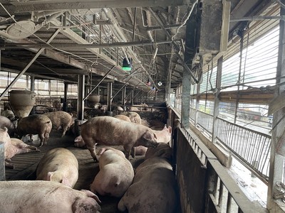 『咳音検知技術/SoundTalksTM』を活用した飼養豚の体調管理に関する「日本初」の実証実験開始について