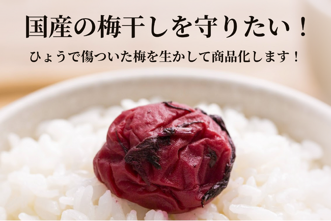 【歴史的雹被害】梅ボーイズのクラウドファンディングを5月10日に開始。雹で傷ついた梅を活かし、日本の梅文化を継承