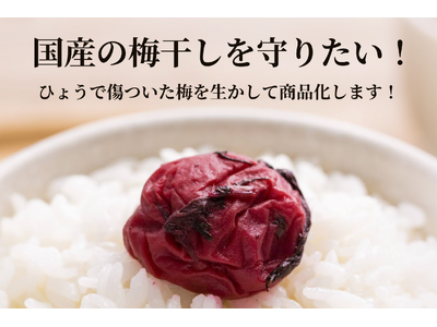 【歴史的雹被害】梅ボーイズのクラウドファンディングを5月10日に開始。雹で傷ついた梅を活かし、日本の梅文...