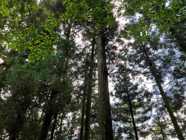 ミツカン、半世紀の森林経営を未来へ　保有林CO2吸収量を可視化