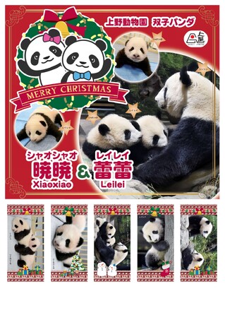 上野公園不忍池で「上野シタマチ CHRISTMAS」12/25まで開催中！