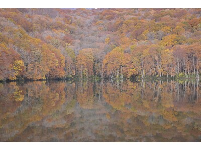 紅葉期の蔦沼周辺におけるオーバーツーリズム対策として、今年も入場制限を実施いたします。