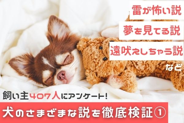 遠吠えしちゃう 雷が怖い うんちの時に南北を向く 犬にまつわるさまざまな説を検証してみた１ 飼い主407人アンケート Pr Times Web東奥